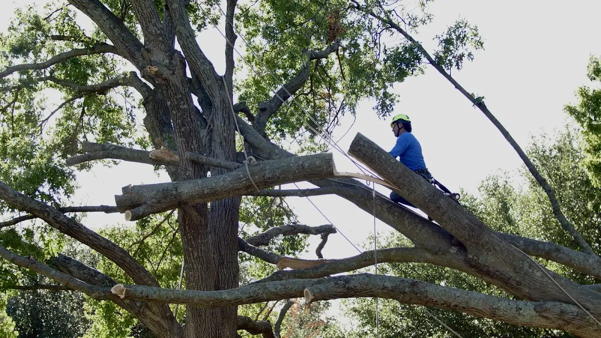 Professional Crown Thinning performed by certified arborists in Tallula